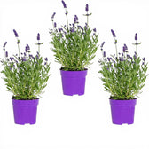 Lavandula angustifolia 'Felice' detail shot.