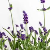 Lavandula angustifolia 'Felice' close-up detail.
