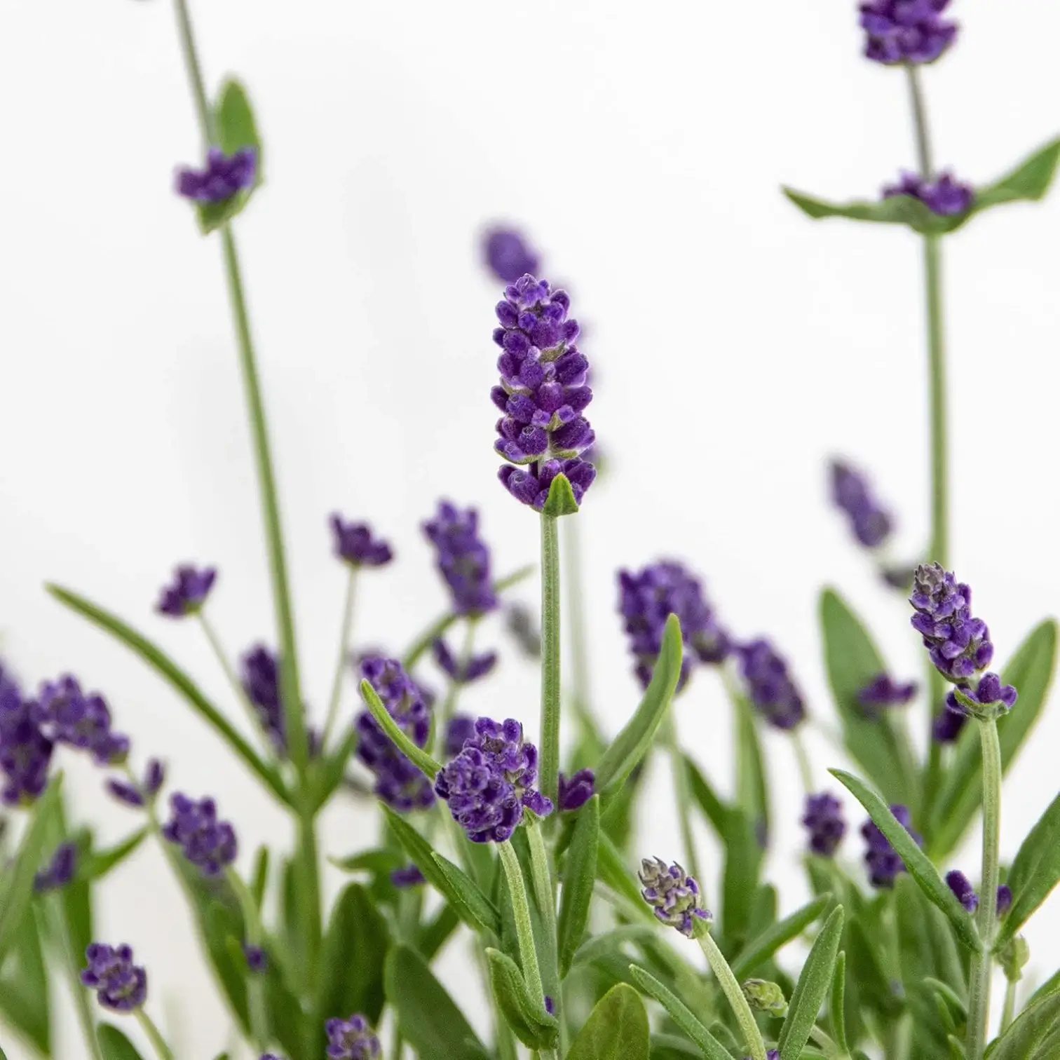 Lavandula angustifolia 'Felice' close-up detail.
