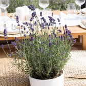 Lavandula angustifolia 'Felice' detail shot.