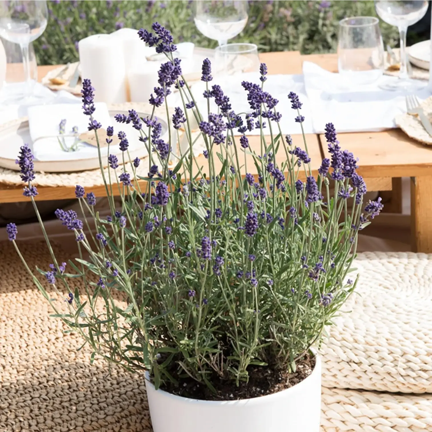 Lavandula angustifolia 'Felice' detail shot.