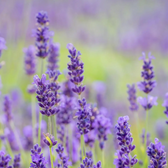 Lavandula angustifolia 'Hidcote' detail shot.