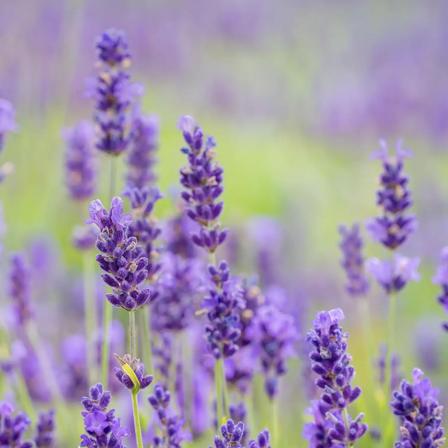 Lavandula angustifolia 'Hidcote' detail shot.