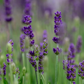Lavandula angustifolia 'Hidcote' detail shot.