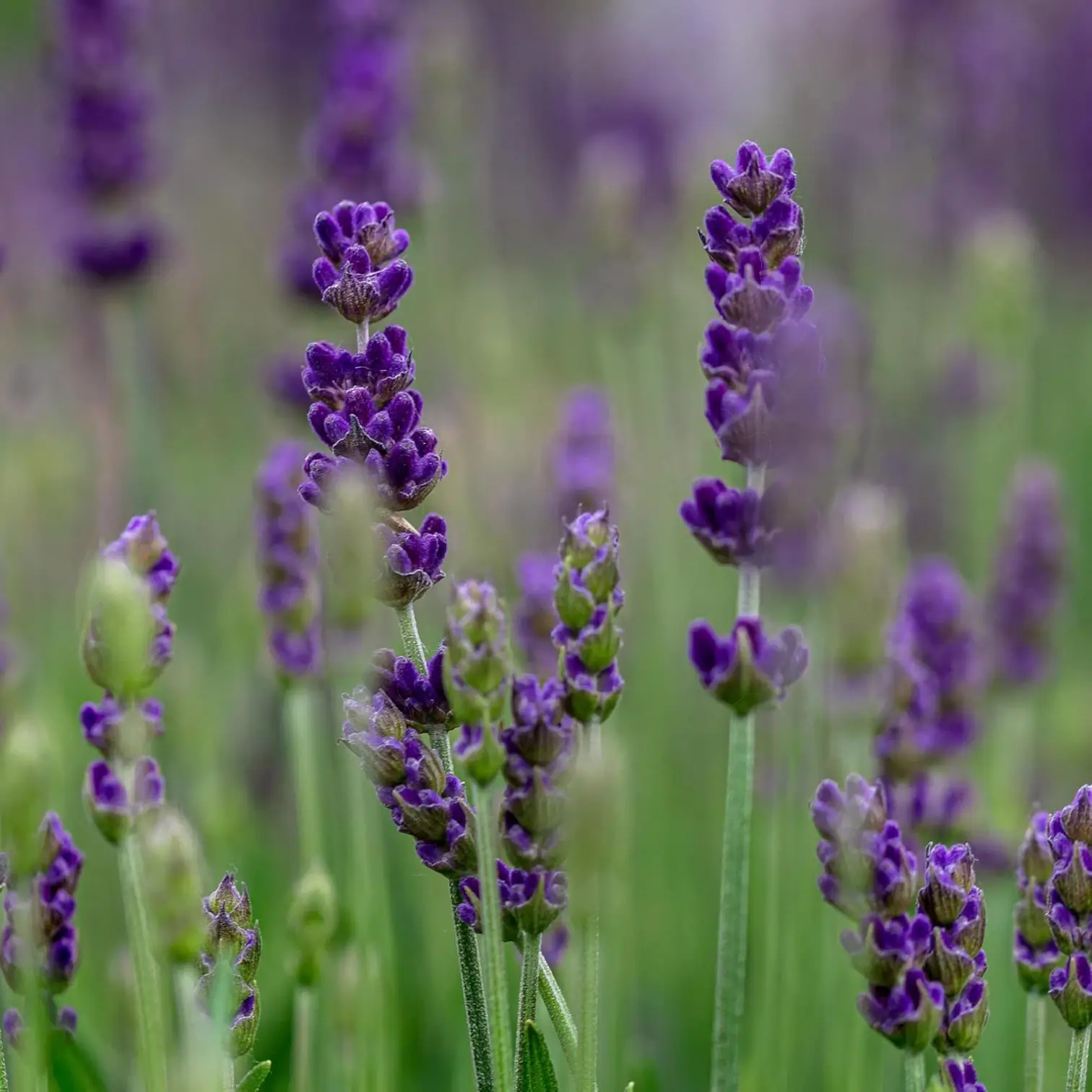 Lavandula angustifolia 'Hidcote' detail shot.