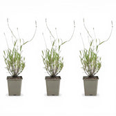 Lavandula angustifolia 'Munstead' detail shot.