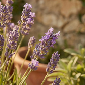 Lavandula angustifolia 'Munstead' detail shot.