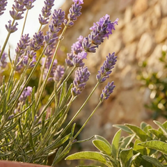 munstead lavender plants for sale near me Lavandula angustifolia 'Munstead' | Outdoor Plant