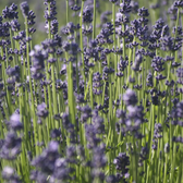 Lavandula angustifolia – Detailaufnahme der Pflanze.