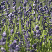Lavandula angustifolia – Detailaufnahme der Pflanze.