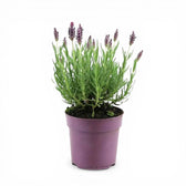 Lavandula stoechas 'Anouk' close-up detail.