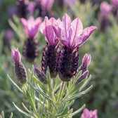 Lavandula stoechas 'Anouk' detail shot.