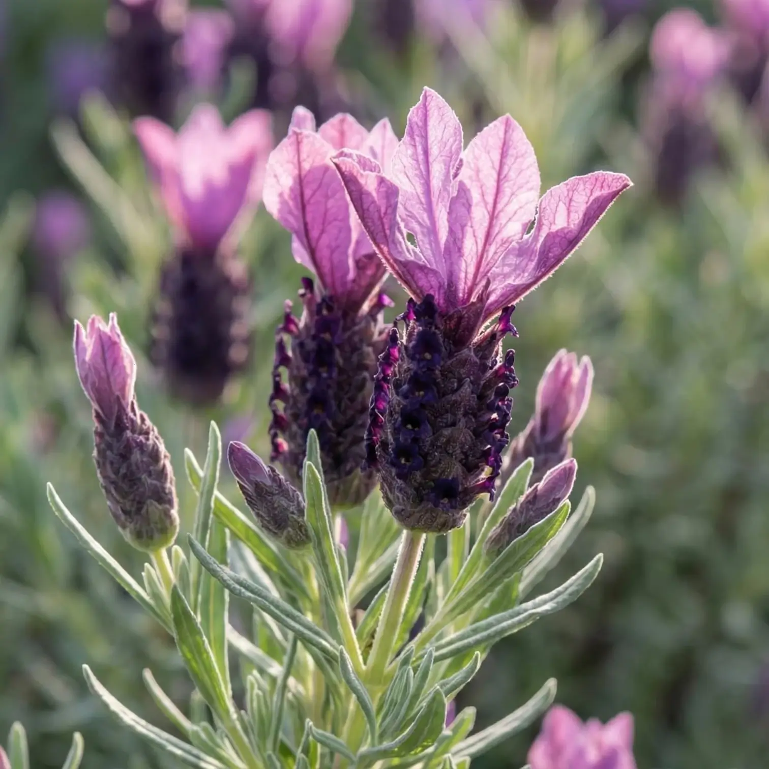 Lavandula stoechas 'Anouk' detail shot.