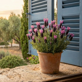 Lavandula stoechas 'Anouk' detail shot.