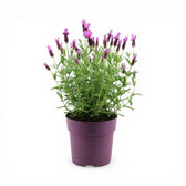 Lavandula stoechas 'Anouk' detail shot.
