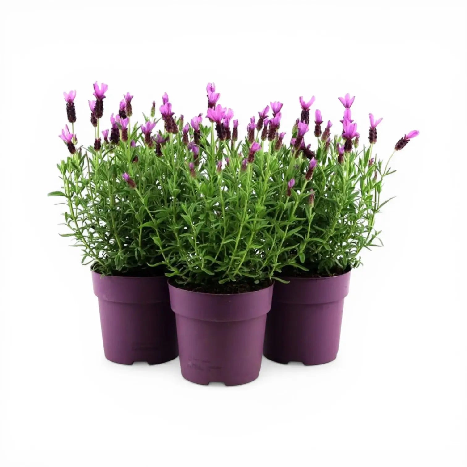 Lavandula stoechas 'Anouk' close-up detail.