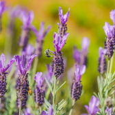 Lavandula stoechas 'Anouk' close-up detail.