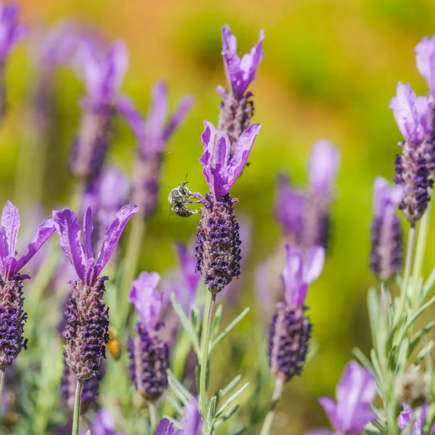 Lavandula stoechas 'Anouk' close-up detail.