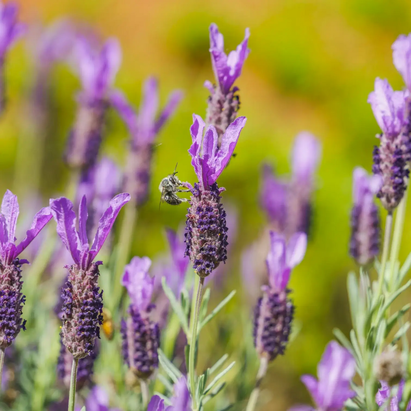 Lavandula stoechas 'Anouk' close-up detail.
