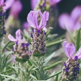 Lavandula stoechas 'Anouk' close-up detail.