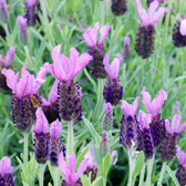 Lavandula stoechas 'Anouk' plant detail.