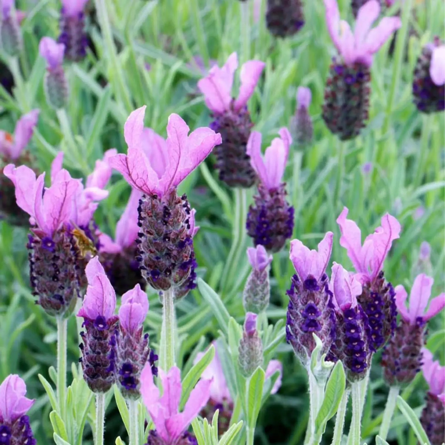Lavandula stoechas 'Anouk' plant detail.