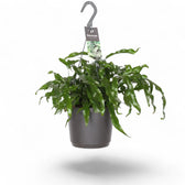 Lecanopteris pustulata potted plant in nursery pot on white background.