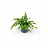 Lecanopteris pustulata potted plant in nursery pot on white background.
