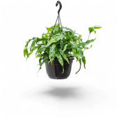 Lecanopteris pustulata potted plant in nursery pot on white background.