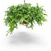 Lecanopteris pustulata potted plant in nursery pot on white background.