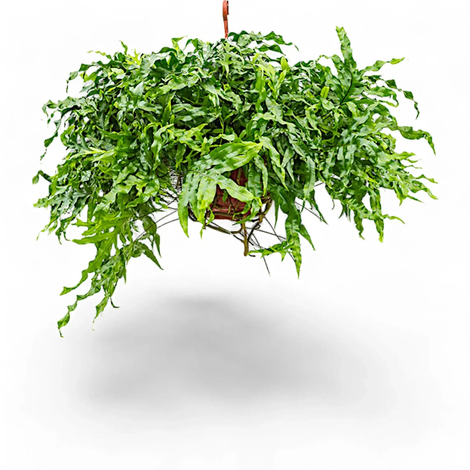 Lecanopteris pustulata potted plant in nursery pot on white background.