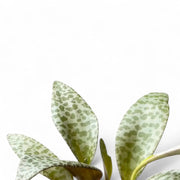 Ledebouria socialis close-up of leaf on white background.