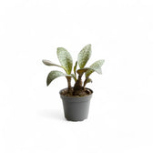 Ledebouria socialis potted plant in nursery pot on white background.