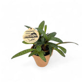 Ledebouria socialis potted plant in nursery pot on white background.