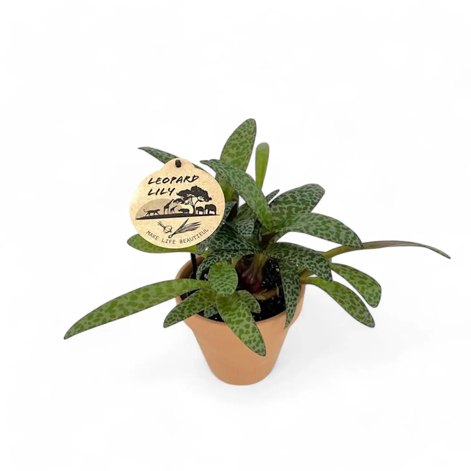Ledebouria socialis potted plant in nursery pot on white background.