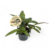 Ledebouria socialis potted plant in nursery pot on white background.
