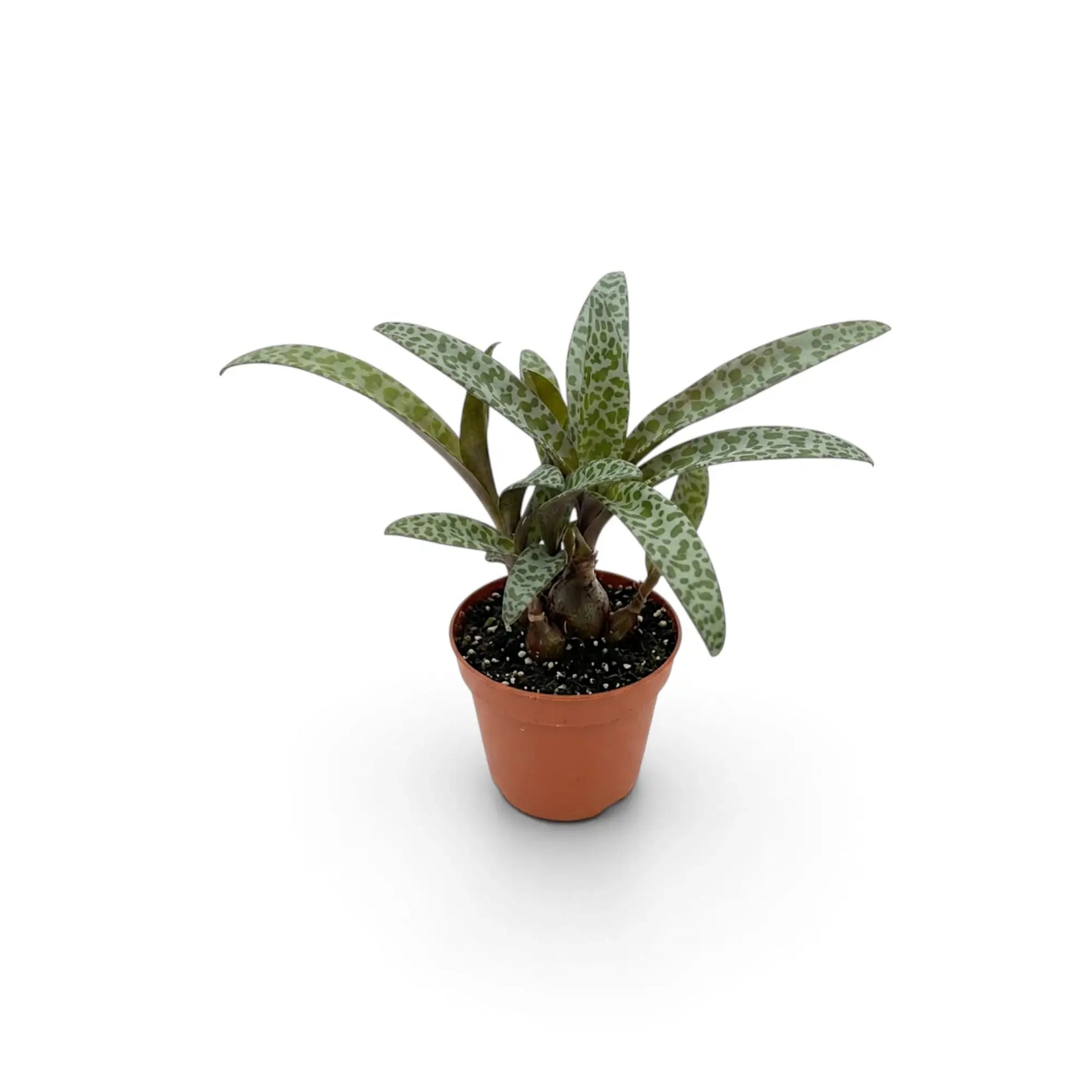 Ledebouria socialis als Jungpflanze mit sichtbaren Zwiebeln, von oben
