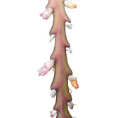 Lepismium cruciforme 'Rojo' – Blattdetail vor weißem Hintergrund..