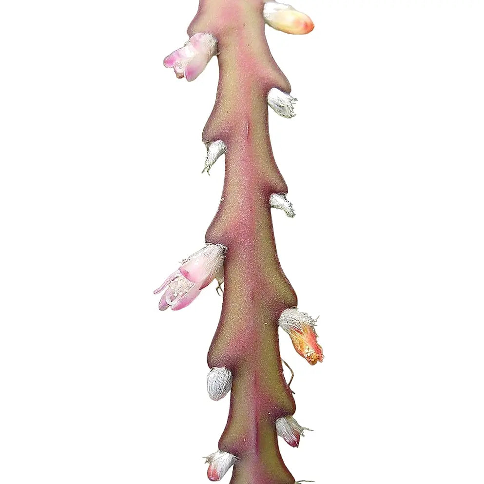 Lepismium cruciforme 'Rojo' – Blattdetail vor weißem Hintergrund..