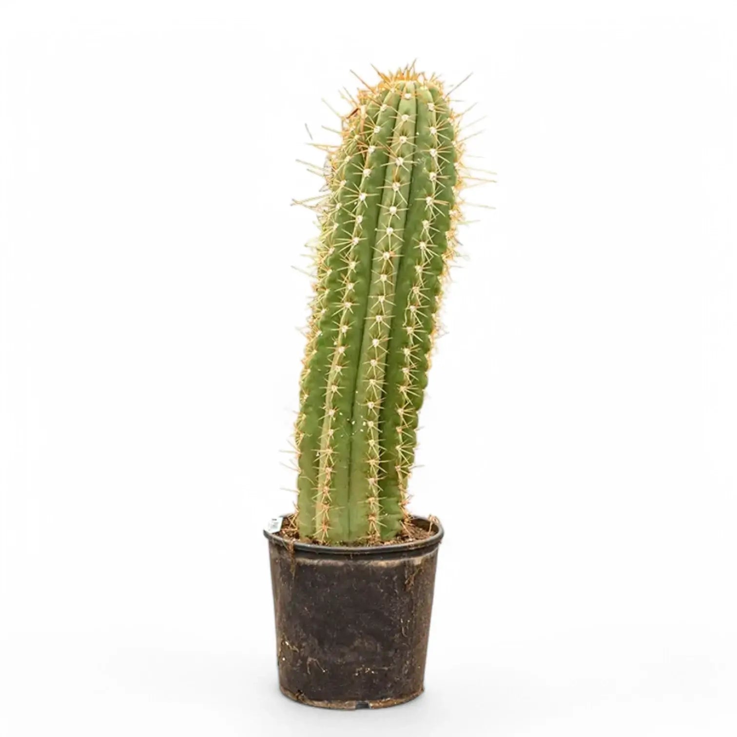 Leucostele terscheckii potted plant in nursery pot on white background.