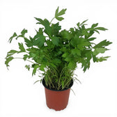 Levisticum officinale – Nahaufnahme.