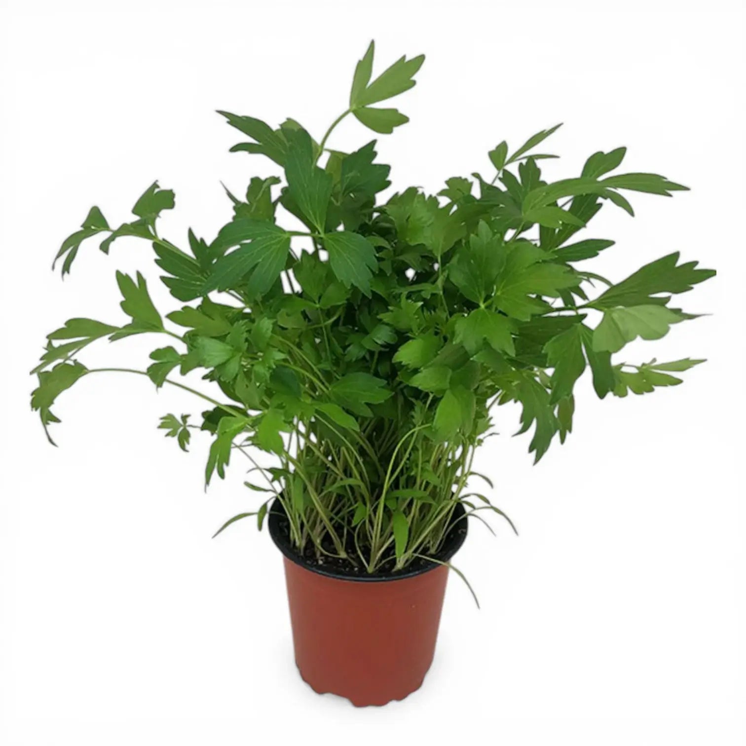 Levisticum officinale – Nahaufnahme.