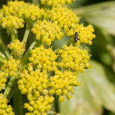 Levisticum officinale – Nahaufnahme.