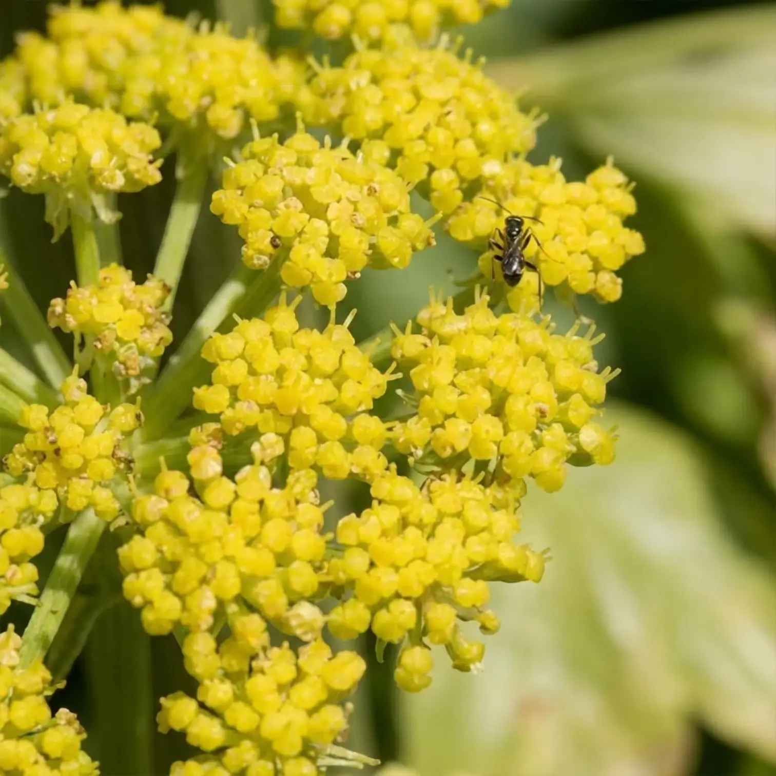 Levisticum officinale – Nahaufnahme.