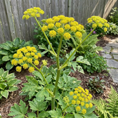 Levisticum officinale – Nahaufnahme.