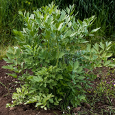 Levisticum officinale – Nahaufnahme.