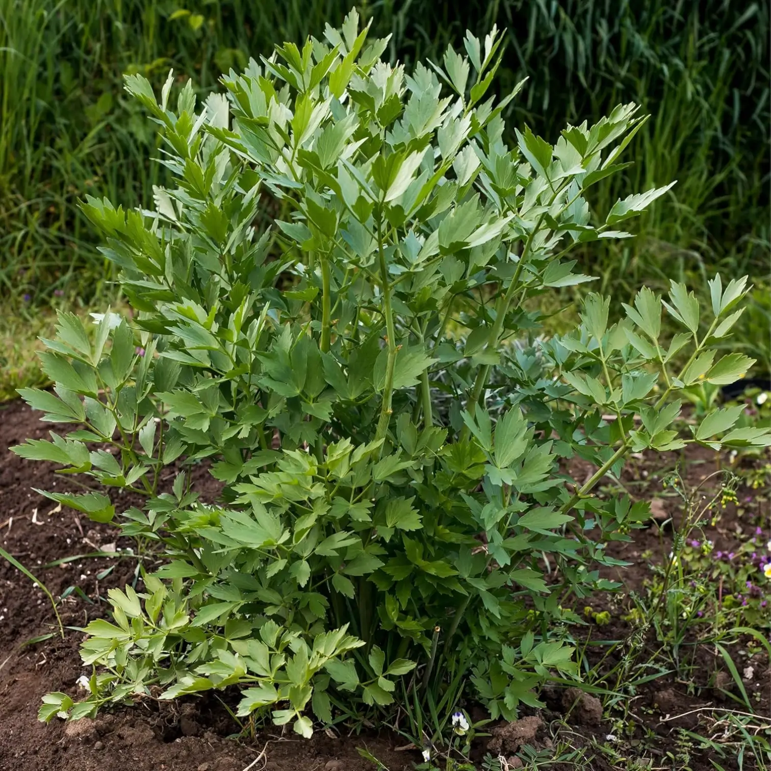 Levisticum officinale – Nahaufnahme.
