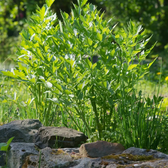 Levisticum officinale – Detailaufnahme.