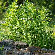 Levisticum officinale detail shot.