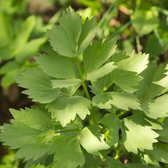 Levisticum officinale – Detailaufnahme.